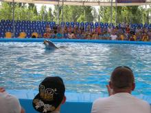 Дельфинарий в Скадовске